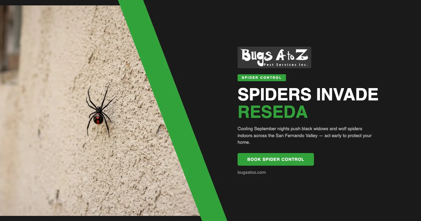 Why Spiders Move Into Reseda, CA Homes as Summer Heat Breaks in September