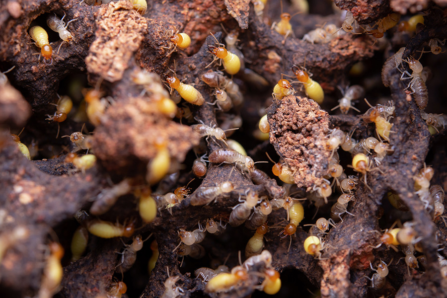 Ultimate Guide to Termite Prevention in Tarzana, CA | Bugs A to Z