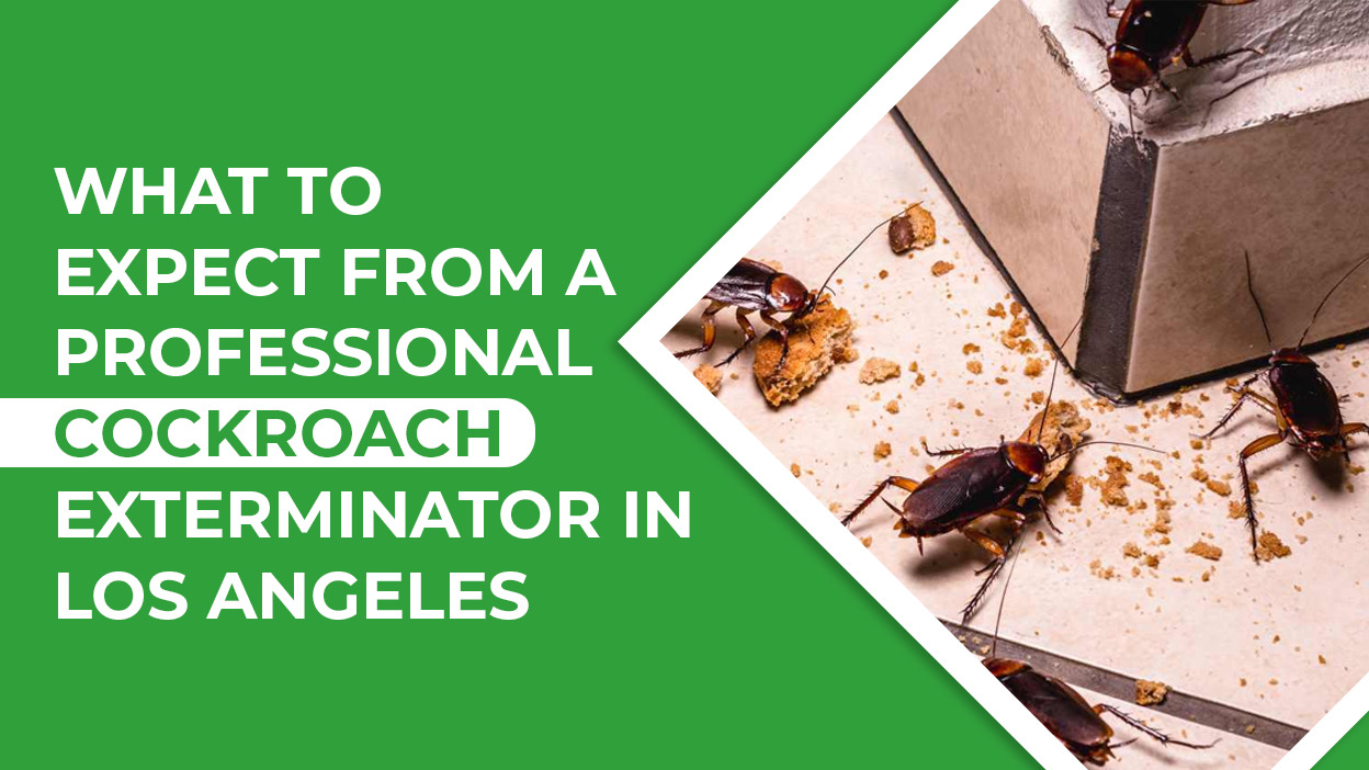 Cockroach Exterminator Los Angeles – Fast & Local Roach Control