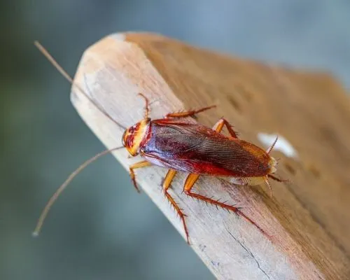 Close-up of a cockroach on a wooden plank, illustrating the need for pest control